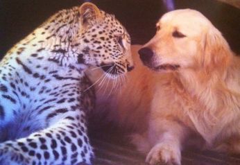 leopard and dog 2